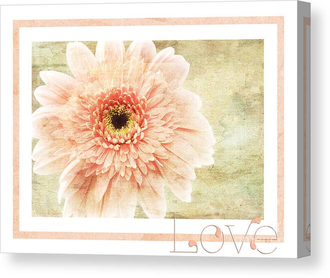 Gerber Canvas Print featuring the photograph Gerber Daisy Love 1 by Andee Design