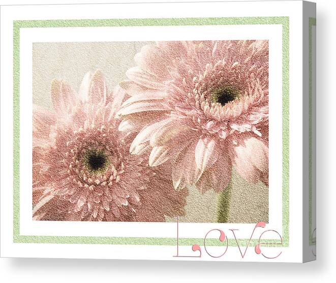 Gerber Canvas Print featuring the photograph Gerber Daisy Love 3 by Andee Design