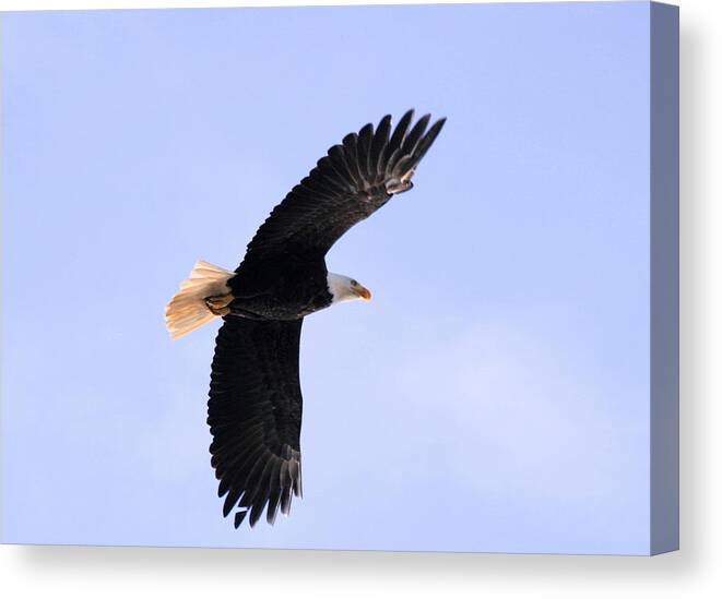 Animals Canvas Print featuring the photograph Giving Me The Eagle Eye? by Kym Backland