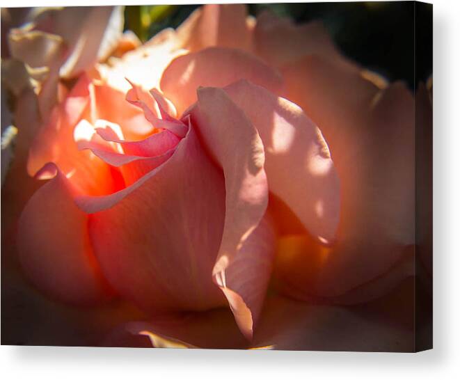 Rose Canvas Print featuring the photograph Glowing Heart by Patricia Babbitt