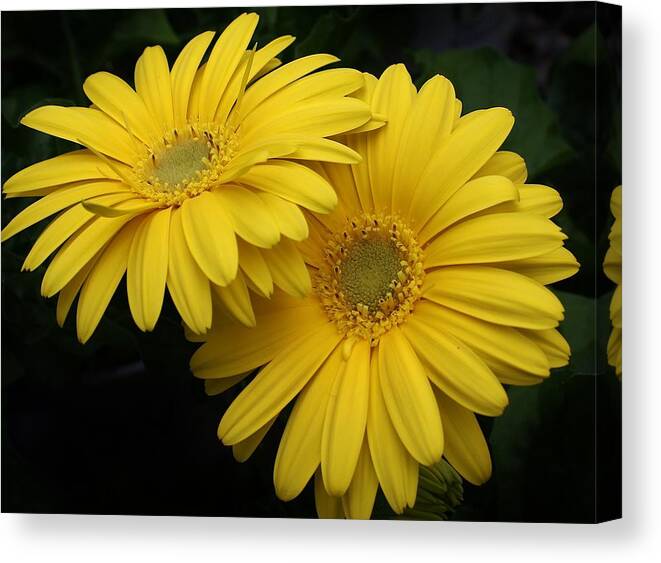 Flora Canvas Print featuring the photograph Golden Gerbers by Bruce Bley