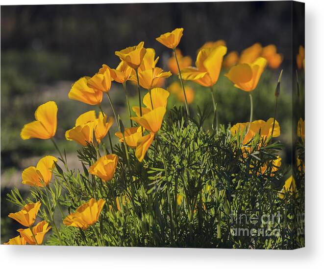 Golden Poppies Canvas Print featuring the photograph Golden Poppies by Tamara Becker