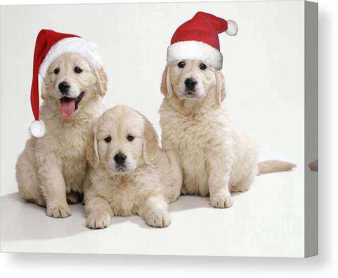 Golden Retriever Canvas Print featuring the photograph Golden Retriever Puppies With Christmas by John Daniels