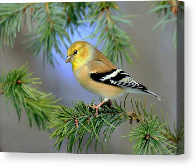 Goldfinch Canvas Print featuring the photograph Goldfinch in a Fir Tree by Rodney Campbell