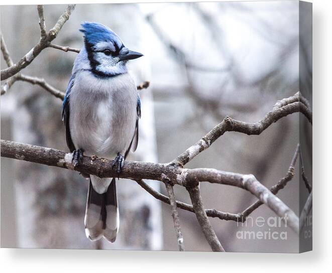  Canvas Print featuring the photograph Gorgeous Blue Jay by Cheryl Baxter