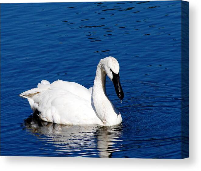 Swan Canvas Print featuring the photograph Graceful Swan by Rebecca Cozart