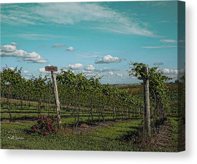 Winery Canvas Print featuring the photograph Grape Vines by Jeff Swanson