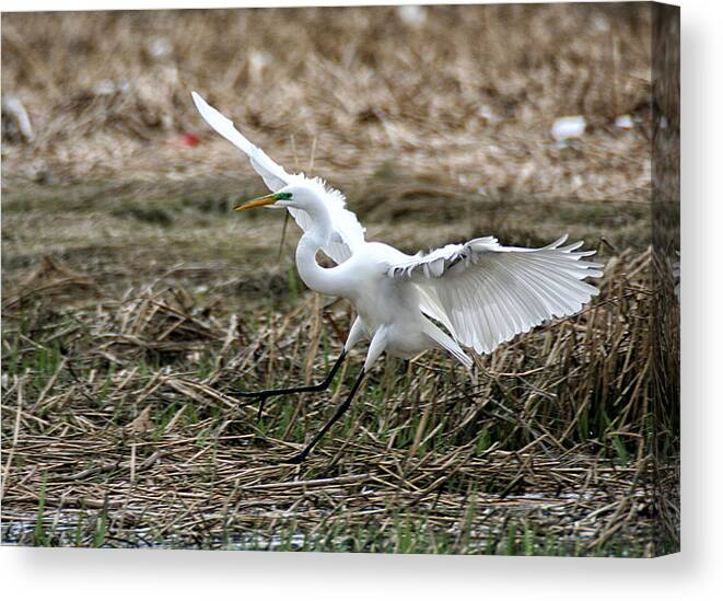 Wildlife Canvas Print featuring the photograph Great Egret Landing by William Selander