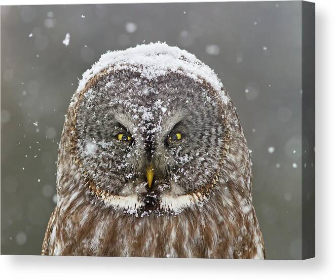 Passion2013 Canvas Print featuring the photograph Great Grey Owl Winter Portrait by Mircea Costina