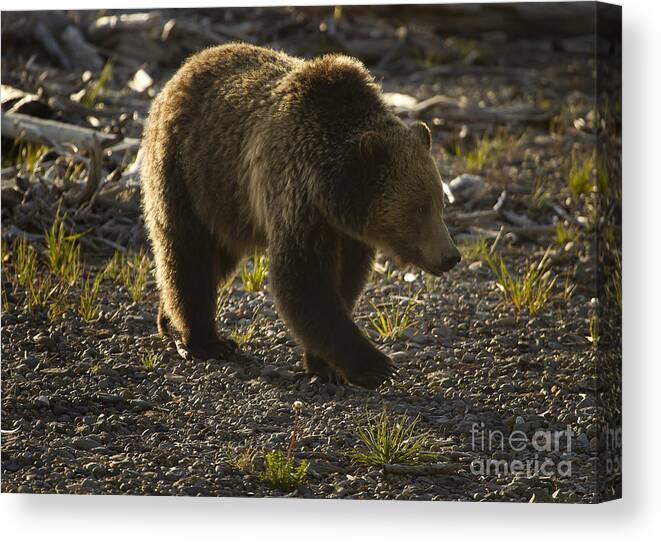 Bear Canvas Print featuring the photograph Grizzly Bear-Signed-#4429 by J L Woody Wooden