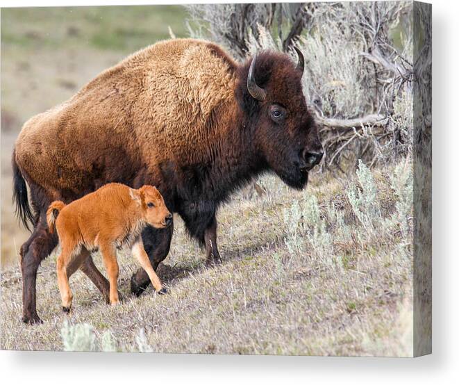 Big Horn Sheep Canvas Print featuring the photograph Guardian by Kevin Dietrich