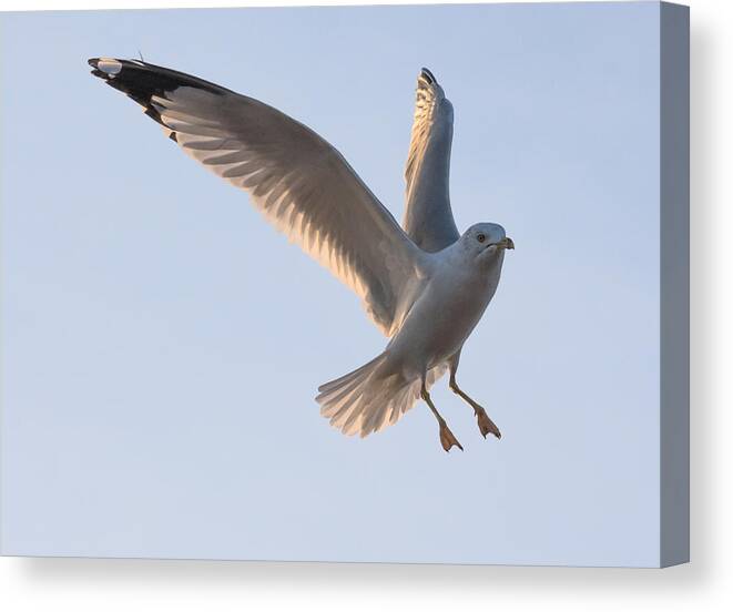 Gull Canvas Print featuring the photograph Gull Ready to Land by Holden The Moment