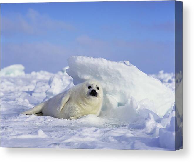 Feb0514 Canvas Print featuring the photograph Harp Seal Pup Gulf Of St Lawrence Canada by Shogo Asao