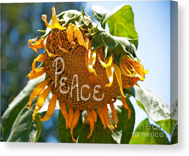 Sunflower Canvas Print featuring the photograph Harvesting Peace by Gwyn Newcombe