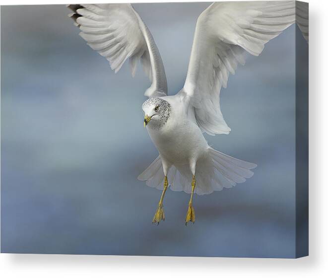 Gull Canvas Print featuring the photograph Heavenly by Carol Erikson