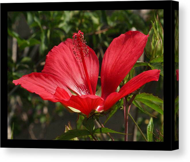 Red Canvas Print featuring the photograph Hibiscus My Valentine by M Three Photos