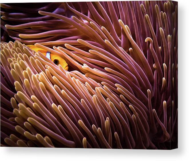 Anemonefish Canvas Print featuring the photograph Hide And Seek... by Luckyguy