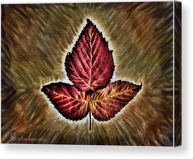 Leaf Canvas Print featuring the photograph High Bush Cranberry Leaf by Fred Denner