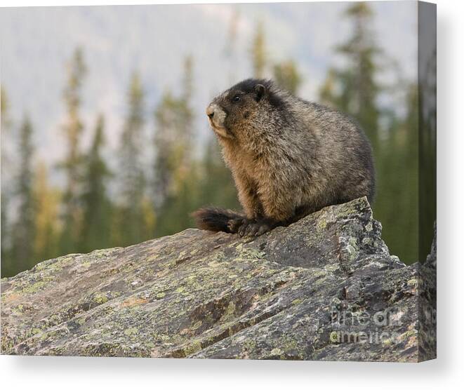 Marmots Canvas Print featuring the photograph Hoary Marmot by Chris Scroggins