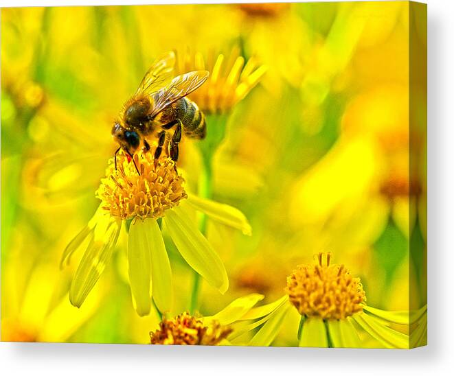 Nature Canvas Print featuring the photograph Honey Colours by Steven Poulton
