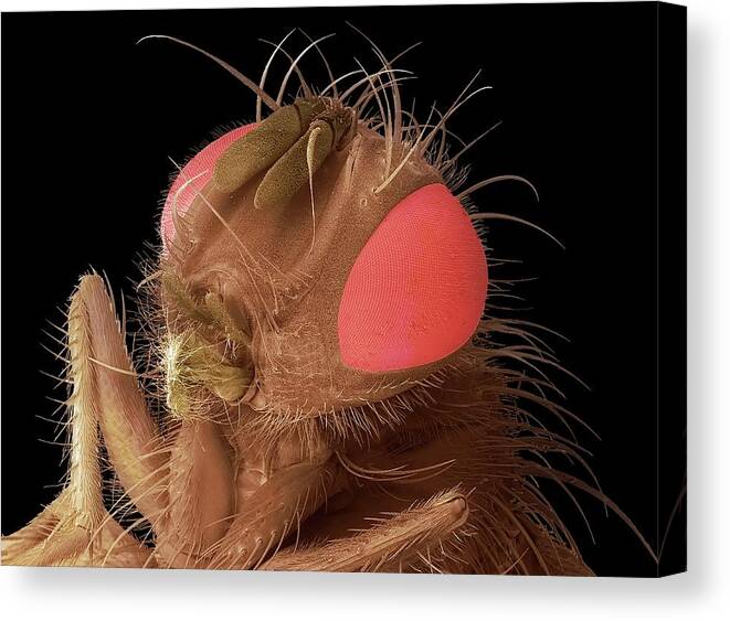 Compound Canvas Print featuring the photograph Housefly Head by Steve Gschmeissner
