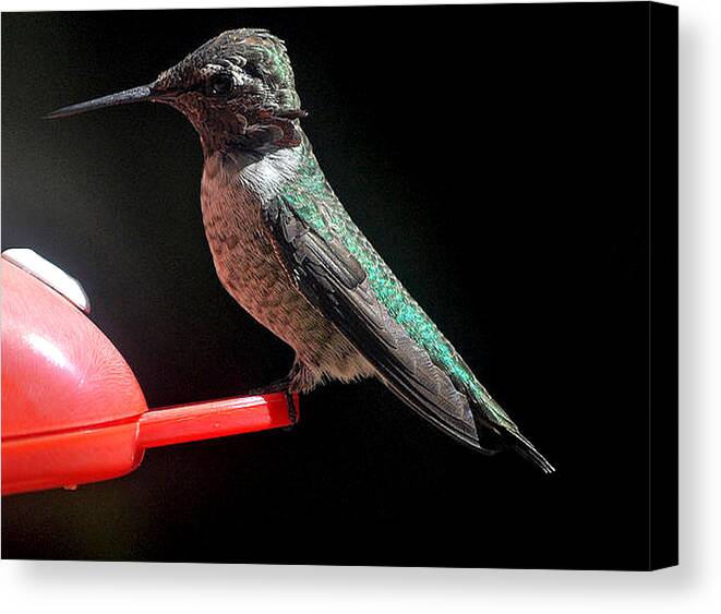 Animal Canvas Print featuring the photograph Hummingbird Anna's posing for the camera by Jay Milo