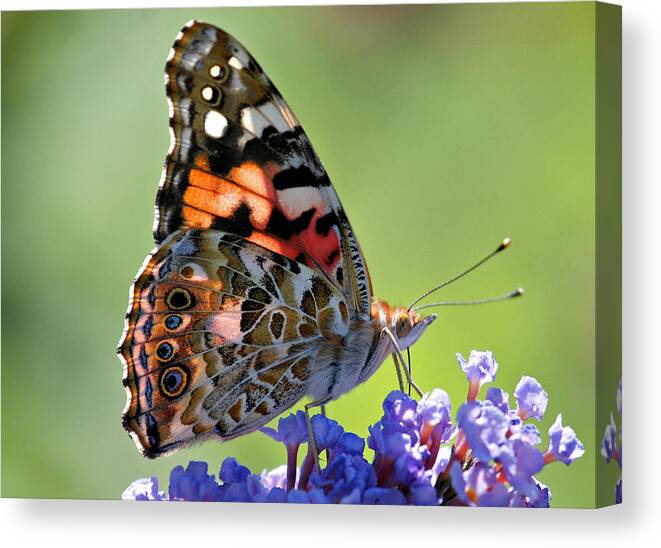 Butterfly Canvas Print featuring the photograph In the Sunlight by Sandy Keeton