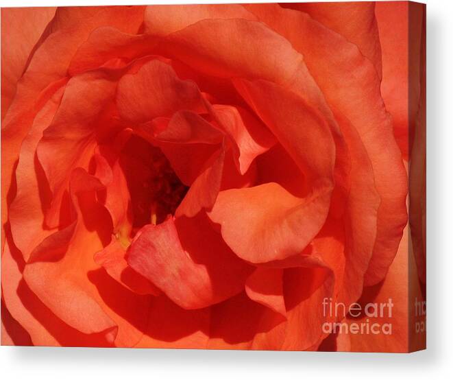 Floral Canvas Print featuring the photograph Inner Blossom by Chris Anderson