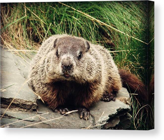 Groundhog Canvas Print featuring the photograph It Wasn't Me by Zinvolle Art