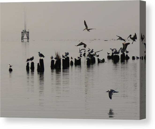 Landscape Canvas Print featuring the photograph Jockeying by Deborah Smith