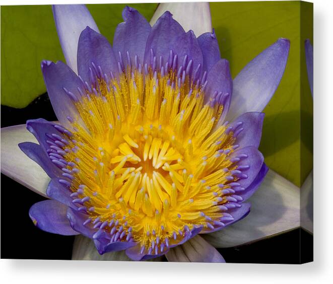 Water Canvas Print featuring the photograph Just Opening Purple and Yellow Waterlily by Jean Noren
