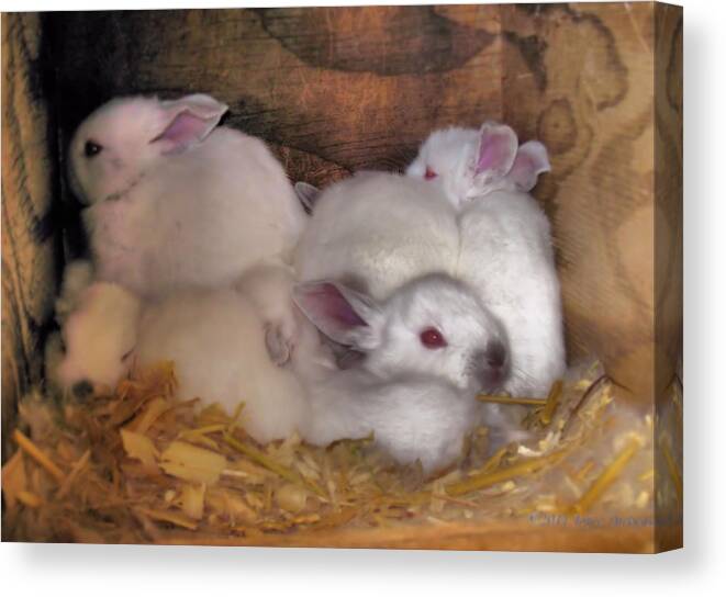 Rabbits Canvas Print featuring the photograph Kits In A Box by Joyce Dickens