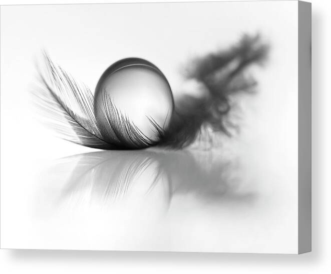 Feather Canvas Print featuring the photograph Lightness by Aida Ianeva