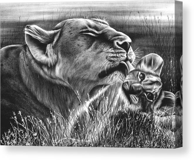 Lion Canvas Print featuring the drawing Lion and Cub by Jerry Winick