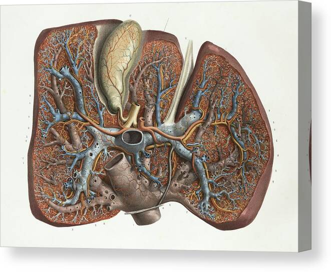 Human Body Canvas Print featuring the photograph Liver by Science Photo Library