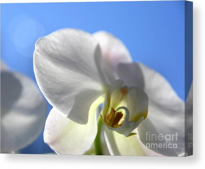 Orchid Canvas Print featuring the photograph Look to the Sky by Neal Eslinger