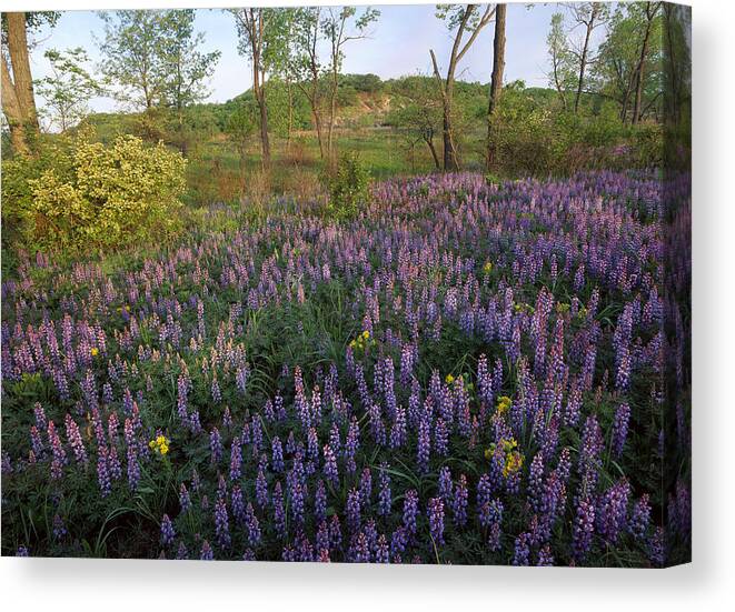 Feb0514 Canvas Print featuring the photograph Lupine Indiana Dunes National Lakeshore by Tim Fitzharris