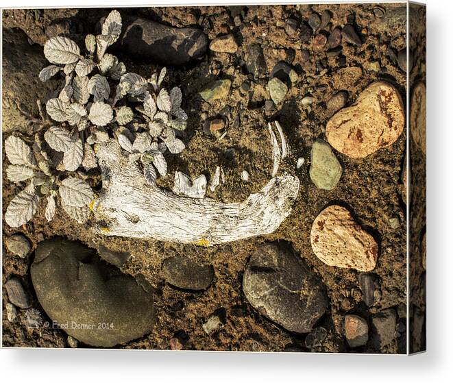 Bone Canvas Print featuring the photograph Lynx Jaw by Fred Denner