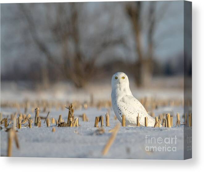 Field Canvas Print featuring the photograph Majestic Male Snowy by Cheryl Baxter