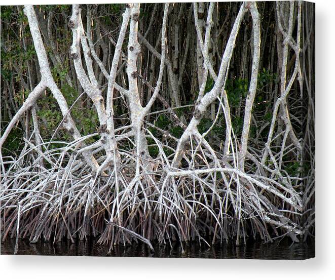 Trees Canvas Print featuring the photograph Mangrove Roots by Rosalie Scanlon