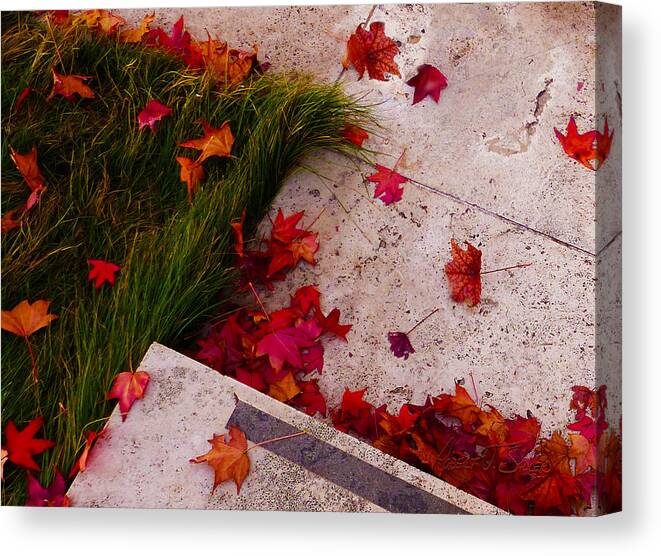 Red Maple Canvas Print featuring the photograph Maple Leaf Fall 3 - The Getty by Robert J Sadler