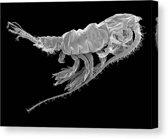 Invertebrate Canvas Print featuring the photograph Marine Copepod (pleuromamma Sp.) by Dennis Kunkel Microscopy/science Photo Library