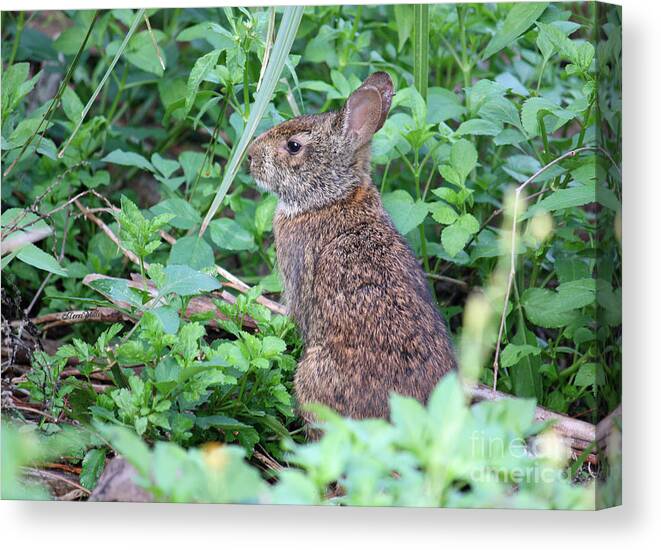 Bunny Canvas Print featuring the photograph Marsh Hare by Terri Mills