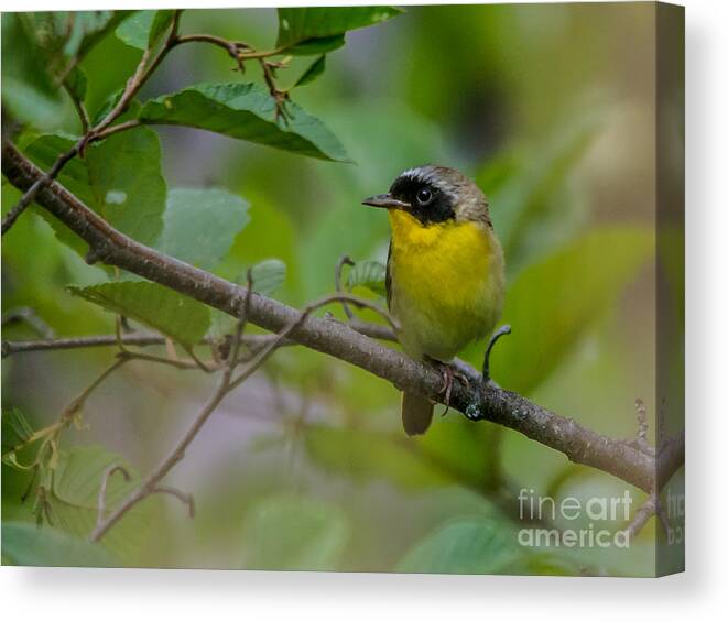 Beautiful Canvas Print featuring the photograph Masked Beauty by Cheryl Baxter