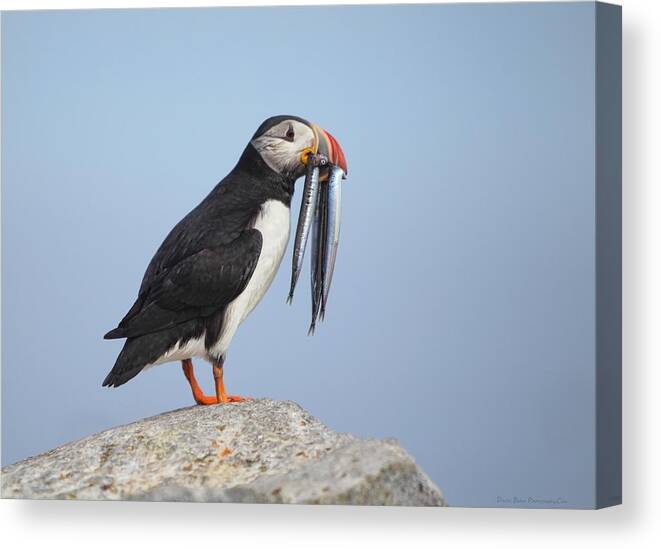 Atlantic Puffin Canvas Print featuring the photograph Mealtime by Daniel Behm