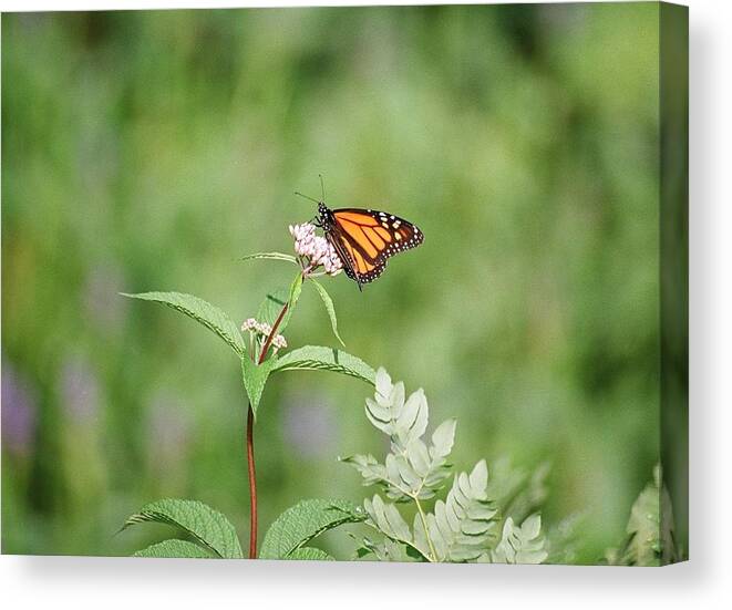 Butterfly Canvas Print featuring the photograph Monarch by David Porteus