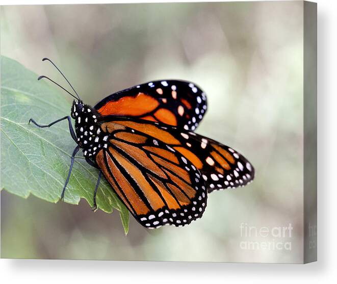 Monarch Canvas Print featuring the photograph Monarch resting on a leaf by Ruth Jolly