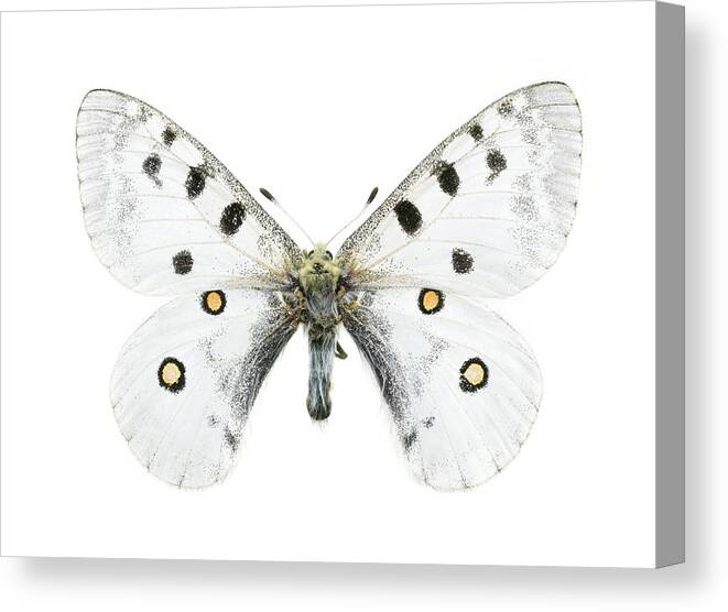 Mountain Apollo Canvas Print featuring the photograph Mountain Apollo Butterfly by Lawrence Lawry