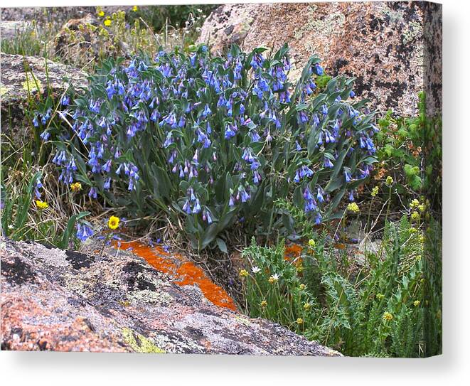 Colorado Canvas Print featuring the photograph Mountain Blues by Alan Johnson