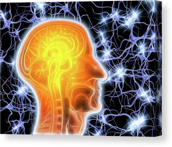 Brain Canvas Print featuring the photograph Mri Brain Scan And Nerve Cells by Alfred Pasieka/science Photo Library
